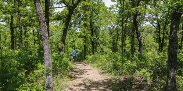 Hiker with walking sticks walking on a trail with tall trees